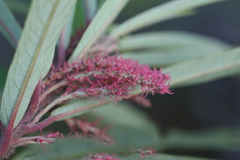 Homonoia riparia